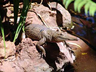Krokodil in Australien
