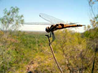 Australische Libelle
