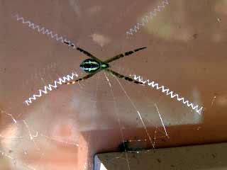 Spinne