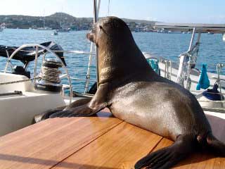 Fregattvogel in Galapagos