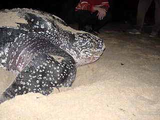 Leatherback