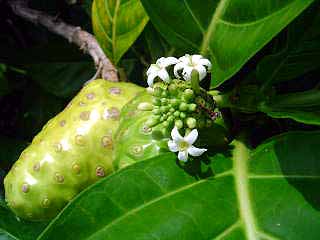 Marquesas Noni Frucht