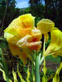 Marquesas Noni Blume
